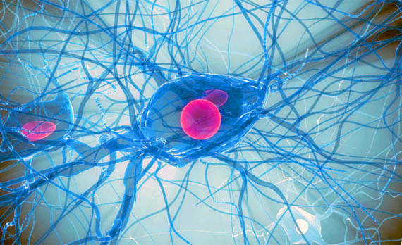 Доказано восстановление нервных клеток