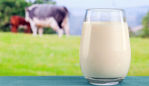 Сырое и пастеризованное молоко: два разных продукта