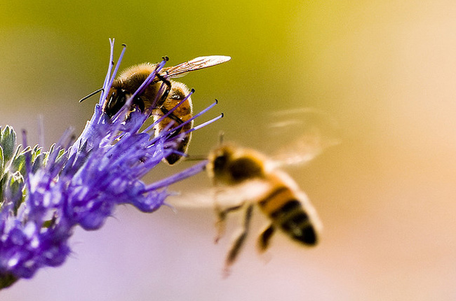 Пример цветка и пчёл